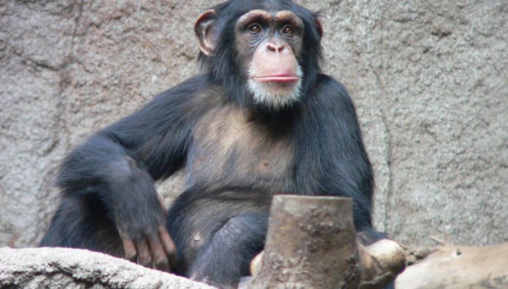 Chimpanzie Zambia